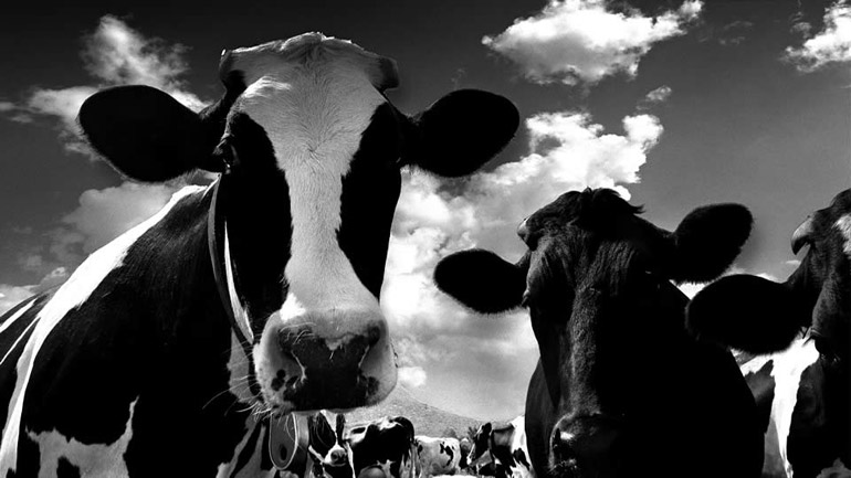 Γάλατα υπάρχουν πολλά…