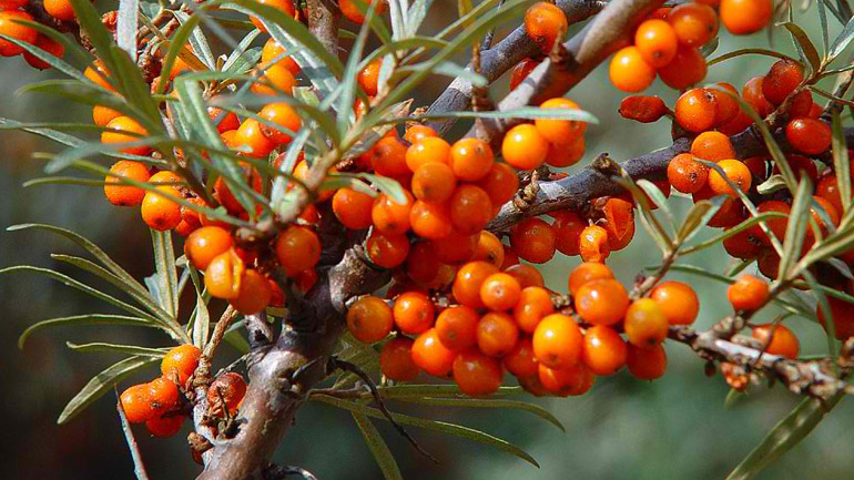 Το ιπποφαές και οι ευεργετικές του ιδιότητες