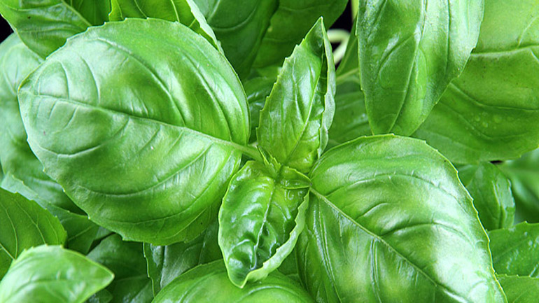 Βασιλικός και οι ευεργετικές του ιδιότητες