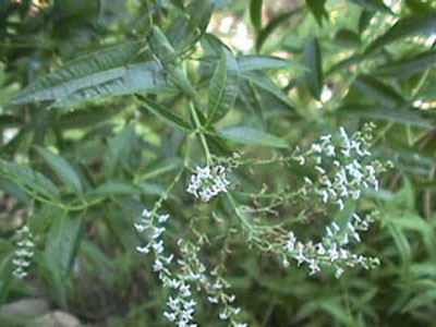 «Ιστορικό» φυτό ενάντια στην ημικρανία