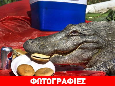 Απρόσκλητος επισκέπτης έφαγε τα burgers!