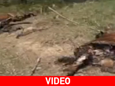 Σκότωσε εν ψυχρώ εννέα άλογα