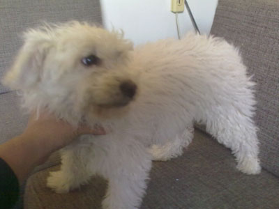 Χαρίζεται ημίαιμο σκυλάκι!