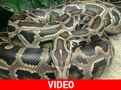 Μετέτρεψε τον πύθωνα σε… αξιοθέατο!