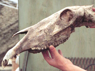 Μοναδικό εύρημα, πρόγονος αλόγου 700.000 ετών