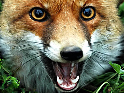 Θεσσαλονίκη: Δεύτερο κρούσμα λύσσας σε αλεπού