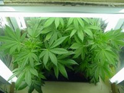 Καλλιεργούσε χασίς