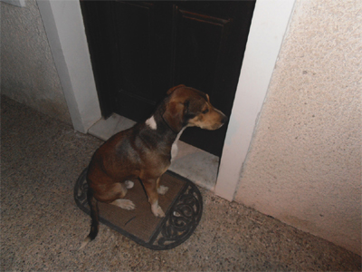 Μια οικογένεια για τον Φοίβο