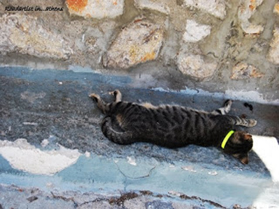 Πάτρα: Βάζουν φόλες και σκοτώνουν αδέσποτα