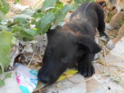 Χαρίζεται γλυκό κουταβάκι