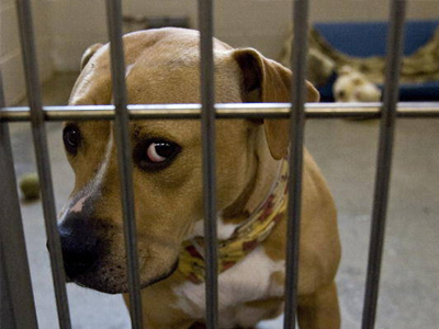 Καβάλα: Εγκατέλειψαν σκυλιά κλειδωμένα σε διαμέρισμα για ένα μήνα