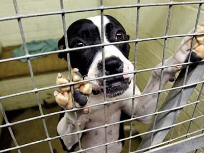 Συνελήφθη ο άντρας που εγκατέλειψε έξι σκυλιά σε διαμέρισμα