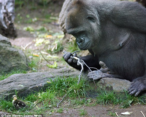 Μαθήματα φιλίας από έναν γορίλα