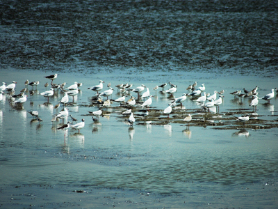 Αριθμός ρεκόρ παρυδάτιων πουλιών στο Δέλτα του Έβρου