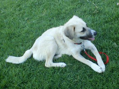 Η γλυκιά Φρύνη δίνεται για υιοθεσία