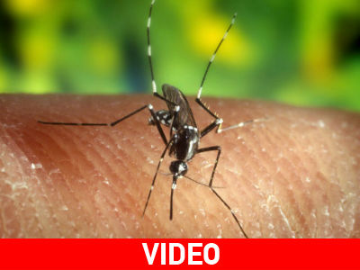 Κομοτηνή: Πέθανε έπειτα από μάχη με τον Ιό του Δυτικού Νείλου