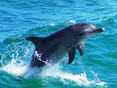 Θαλάσσιες χελώνες και δελφίνι νεκρά στις ελληνικές θάλασσες