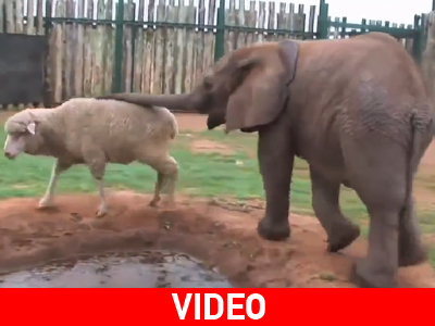 Επειδή ρατσιστές είναι μόνο οι άνθρωποι