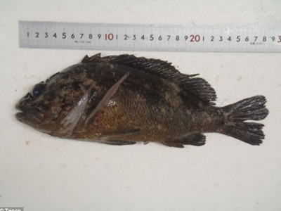 Φουκουσίμα: Ραδιενέργεια 2.500 πάνω από το επιτρεπόμενο όριο βρέθηκε σε ψάρι