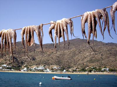 Κατασχέθηκαν χταπόδια στη Νέα Μηχανιώνα