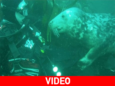 Ένα συγκινητικό βίντεο: Η φώκια που ερωτεύτηκε έναν δύτη