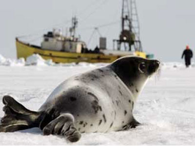 Άρση του εμπάργκο προϊόντων από φώκιες