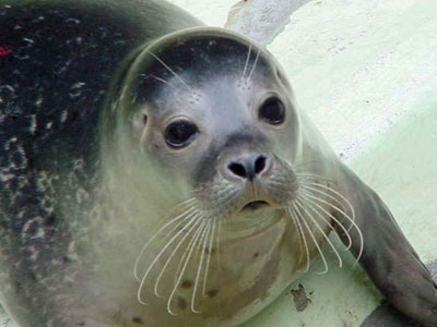 Φώκια monachus monachus εντοπίστηκε στο Γύθειο