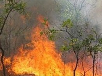 Πυρκαγιά σε πευκοδάσος στην Ηλεία