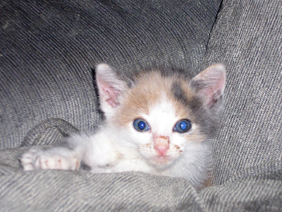 Pop, η χαδιάρα