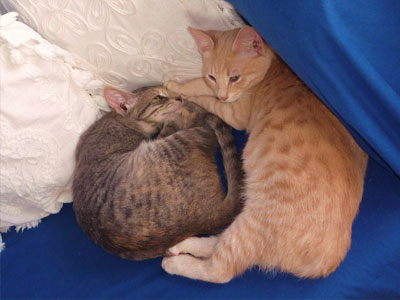 Γατάκια αναζητούν οικογένεια