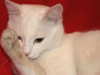 Χαρίζεται λευκή καλλονή!