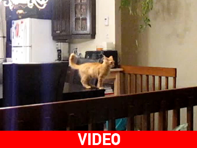 Πάει η μια ζωή