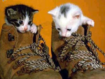 Γατάκια χαρίζονται επειγόντως