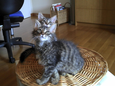 Γατάκια ζητούν μια ζεστή στέγη