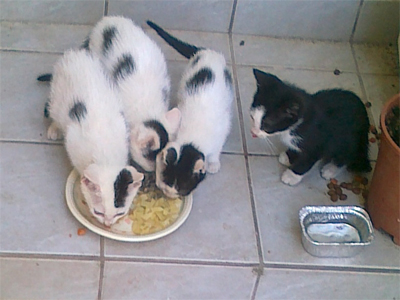 Γατάκια ψάχνουν σπιτάκι