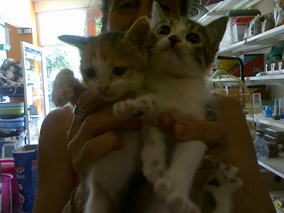 Χαρίζονται μωρά γατάκια