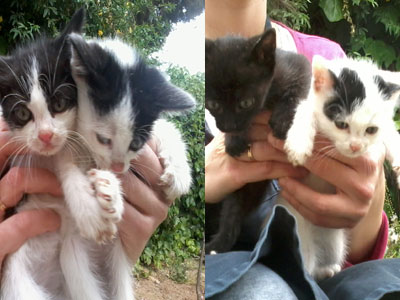 Χαρίζονται γατάκια