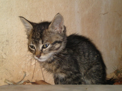 Βρέθηκε γατούλα