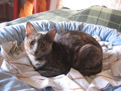 Xαρίζεται η τσαχπίνα Σερτάμπ