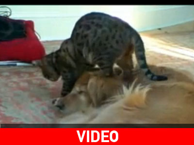 Όταν ο χορός συνάντησε το… μασάζ!