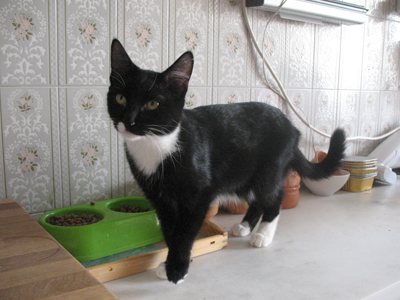 Μια ντίβα αναζητεί οικογένεια