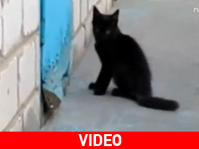 Θαρραλέα γατούλα σώζει το φιλαράκι της!