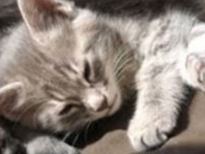 Κίνα: Τουλάχιστον 150 γάτες σκοτώθηκαν σε πυρκαγιά στο σπίτι μιας 84χρονης