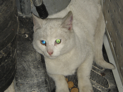 Διάσωση γατιού από την αριστερή λωρίδα της Αττικής Οδού