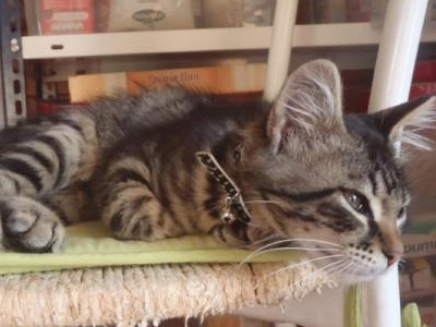 Χάθηκε γατούλα