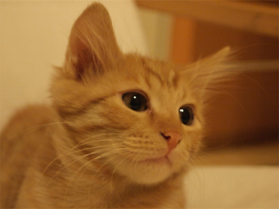 Γατούλης ζητεί σπιτάκι