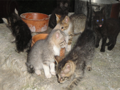 Ψάχνουμε σπιτάκι!