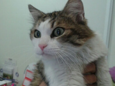 Χαρίζεται γάτος Αιγαίου