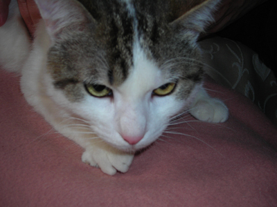 Ο γατούλης Μίσα ζητεί σπίτι