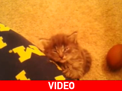 Γατάκι κουτουλάει απ’ τη νύστα!